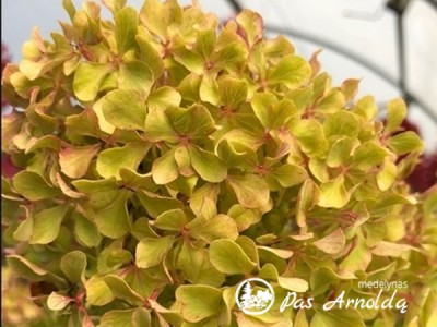 Hortenzija šluotelinė ,Romantic Ace' (lot. Hydrangea paniculata)